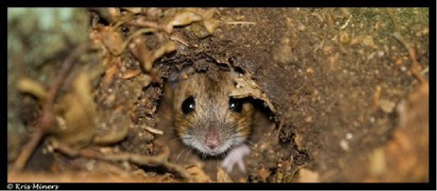 mouse.jpg