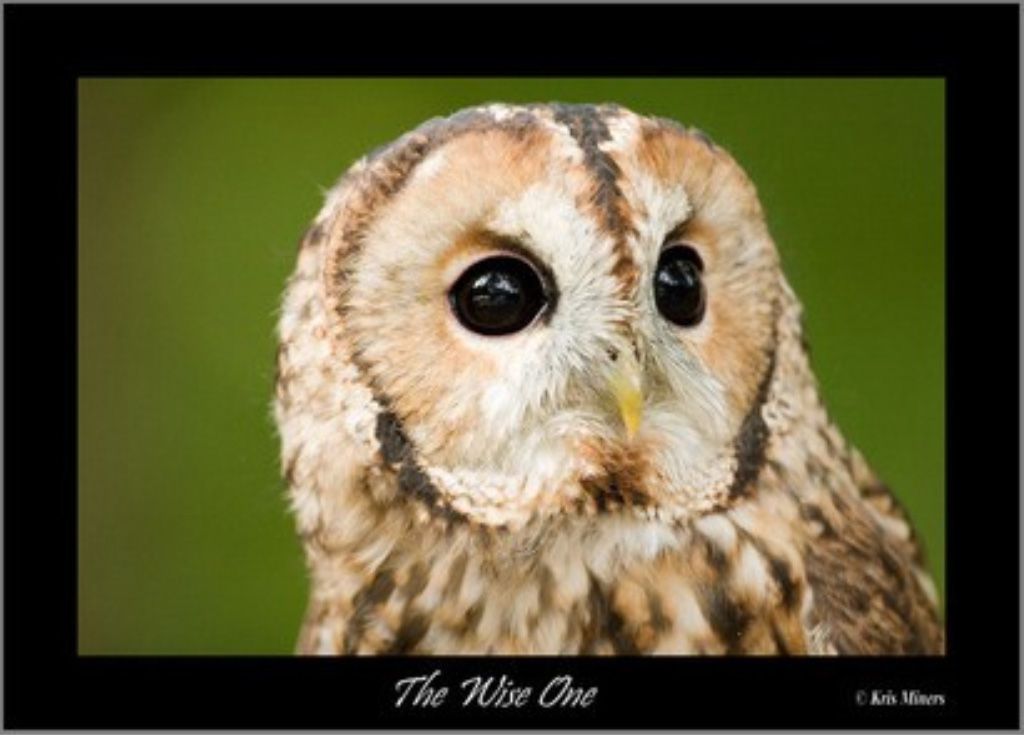 OWL.jpg